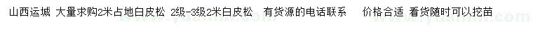 求購(gòu)2米白皮松