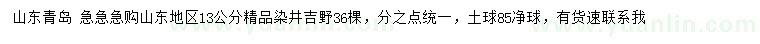 求購13公分精品染井吉野