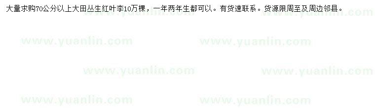 求購70公分以上叢生紅葉李