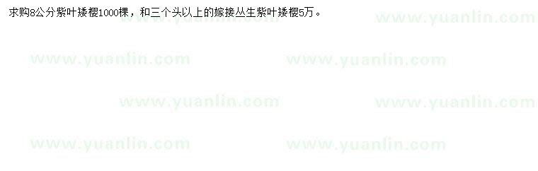 求購8公分紫葉矮櫻
