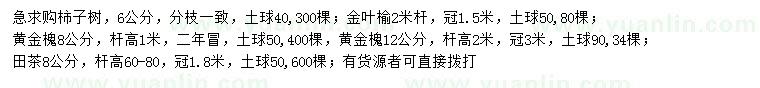 求購柿樹、金葉榆、黃金槐等