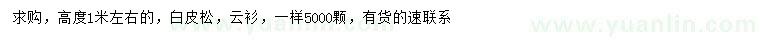 求購高度1米左右白皮松、云衫
