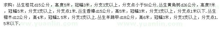 求購叢生桂花、叢生黃角樹、叢生香樟等
