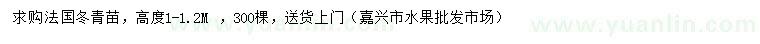 求購高度1米法國冬青苗
