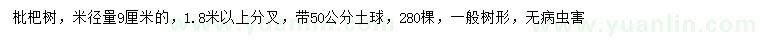 求購米徑量9公分枇杷樹