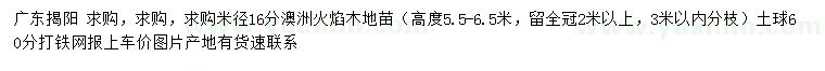 求購米徑16分澳洲火焰木