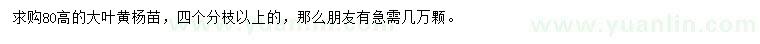 求購高80公分大葉黃楊苗