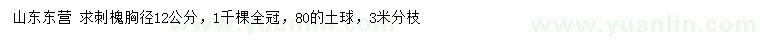 求購胸徑12公分刺槐