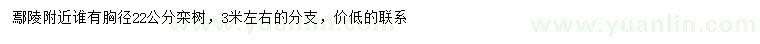 求購胸徑22公分欒樹