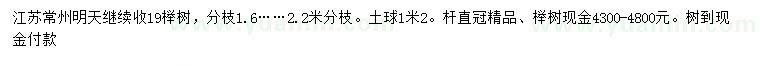 求購19公分櫸樹，分枝1.6……2.2米分枝。土球1米2。桿直冠精品,