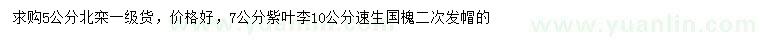 求購北欒、紫葉李、速生國槐
