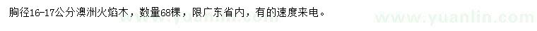 求購胸徑16-17公分澳洲火焰木
