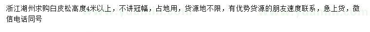求購高度4米以上白皮松