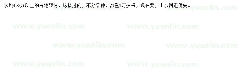 求購4公分以上占地梨樹