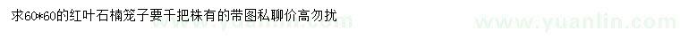 求購60*60公分紅葉石楠