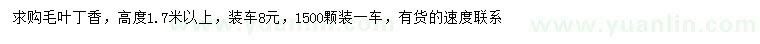 求購高度1.7米以上毛葉丁香