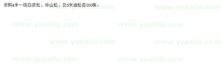求購白皮松、華山松、油松