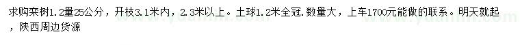 求購1.2量25公分欒樹
