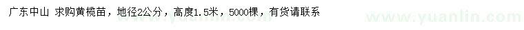 求購地徑2公分黃欖苗