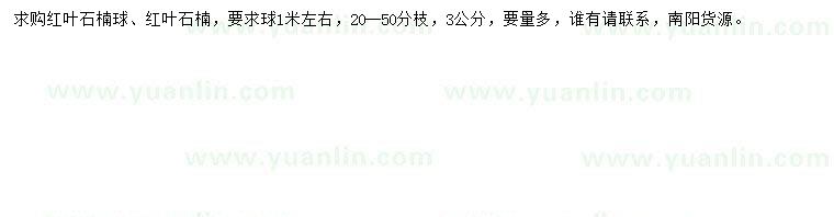求購3公分紅葉石楠、紅葉石楠球