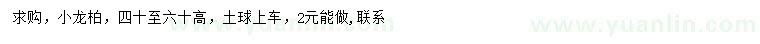 求購高40-60公分小龍柏