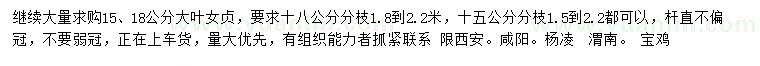求購(gòu)15、18公分大葉女貞
