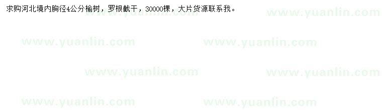 求購胸徑4公分榆樹