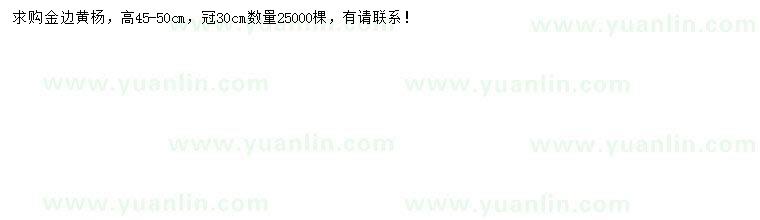 求購高45-50公分金邊黃楊