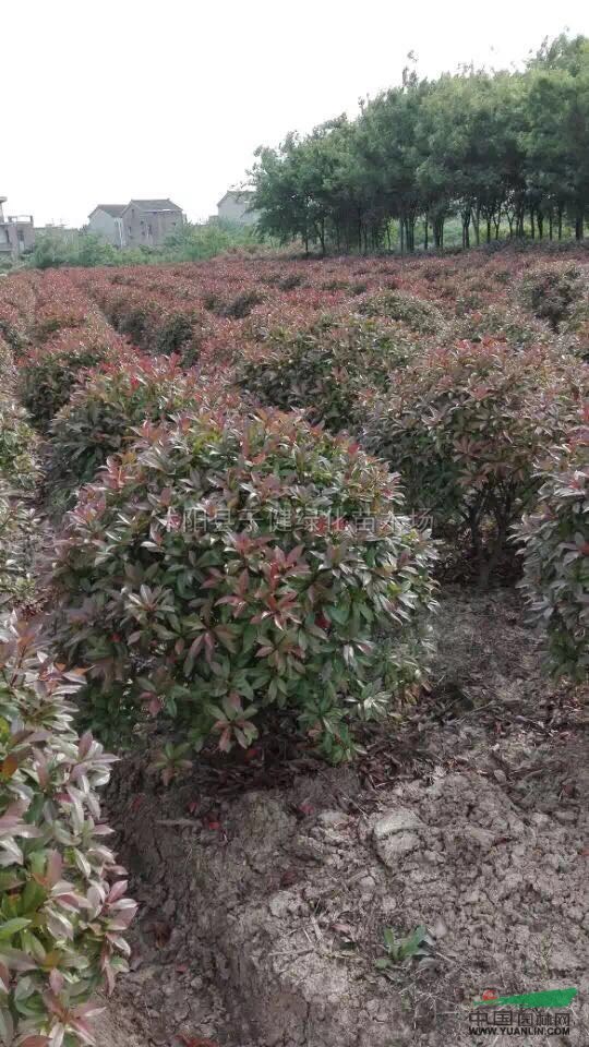 江蘇紅葉石楠球介紹