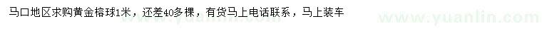 求購1米黃金榕球