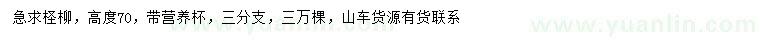 求購高70公分檉柳