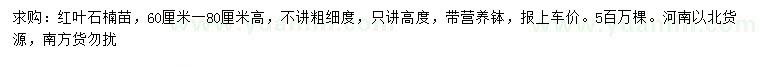 求購高60-80公分紅葉石楠
