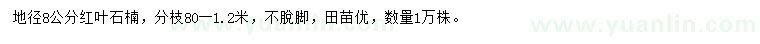 求購地徑8公分紅葉石楠