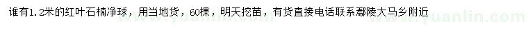 求購1.2米紅葉石楠球