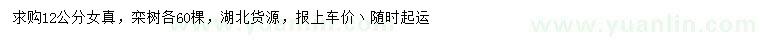 求購12公分女貞、欒樹