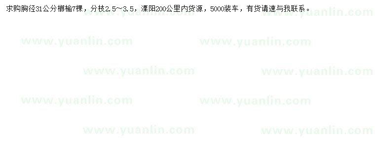 求購(gòu)胸徑31公分榔榆