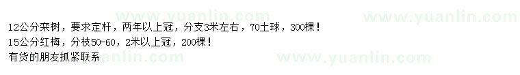 求購12公分欒樹、15公分紅梅