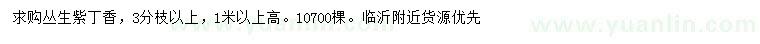 求購高1米以上叢生紫丁香