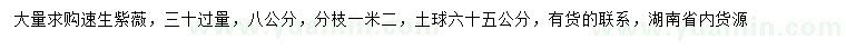 求購30量8公分速生紫薇