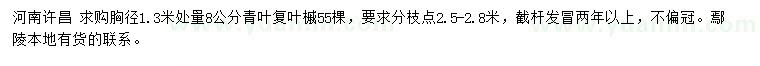 求購胸徑1.3米量8公分青葉復(fù)葉槭