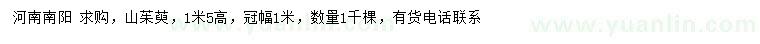 求購高1.5米山茱萸