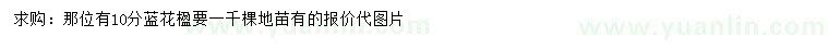 求購10公分藍(lán)花楹