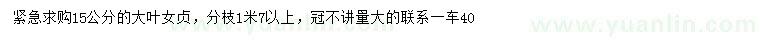 求購15公分大葉女貞