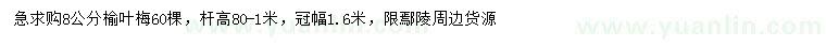 求購8公分榆葉梅