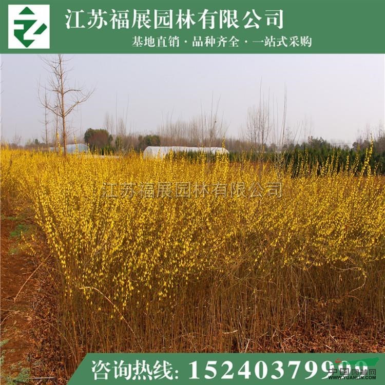 連翹，黃老虎4最新價格/連翹，黃老虎4報價
