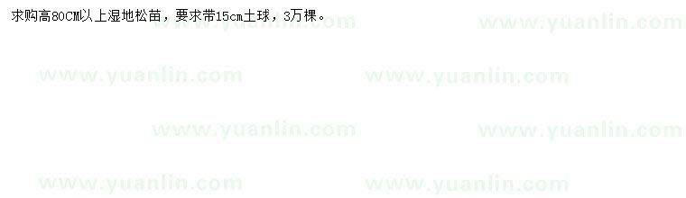 求購高80公分以上濕地松苗