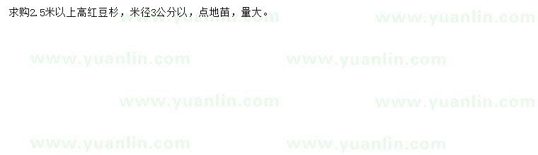 求購米徑3公分以上紅豆杉