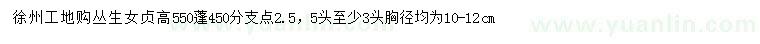 求購高550公分叢生女貞