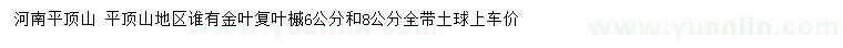 求購6、8公分金葉復(fù)葉槭全