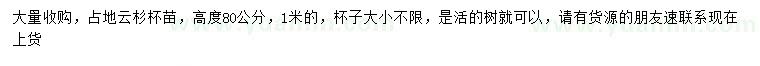 求購高度80、100公分占地云杉